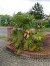 Trachycarpus Fortunei